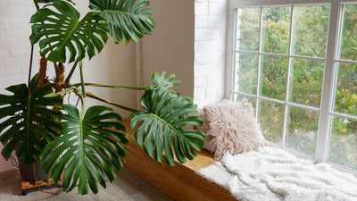 The Power of Plants: Enhancing Your Decor with Greenery