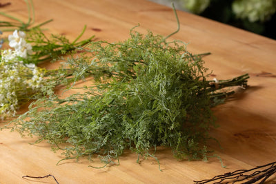 Hill-Interiors-Asparagus-Fern-Bunch_5