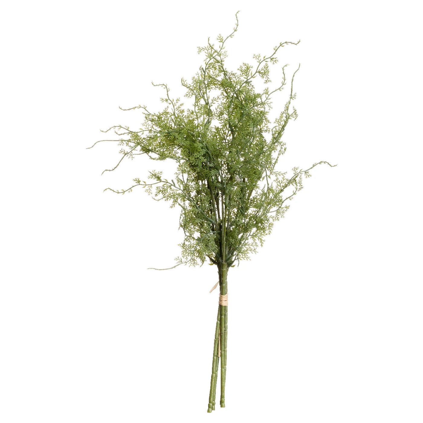 Hill-Interiors-Asparagus-Fern-Bunch_7