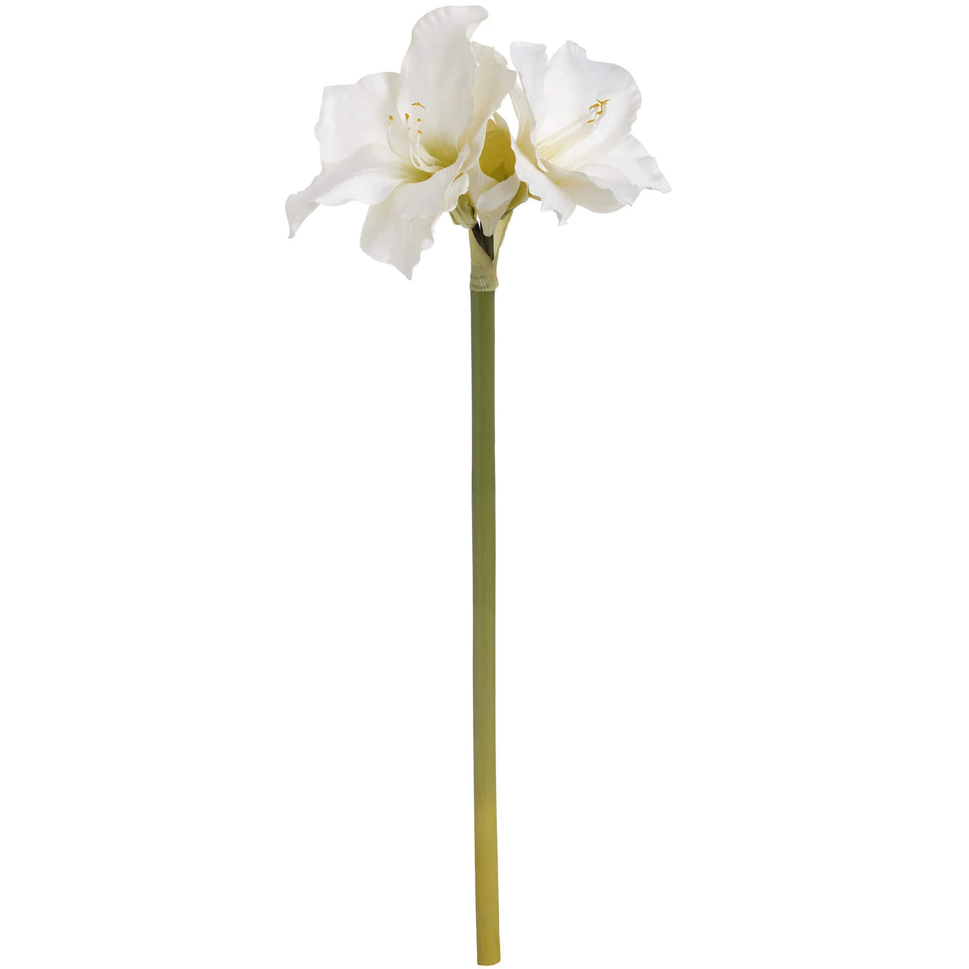 Hill-Interiors-Classic-White-Amaryllis-Flower_4