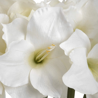 Hill-Interiors-Classic-White-Amaryllis-Flower_5