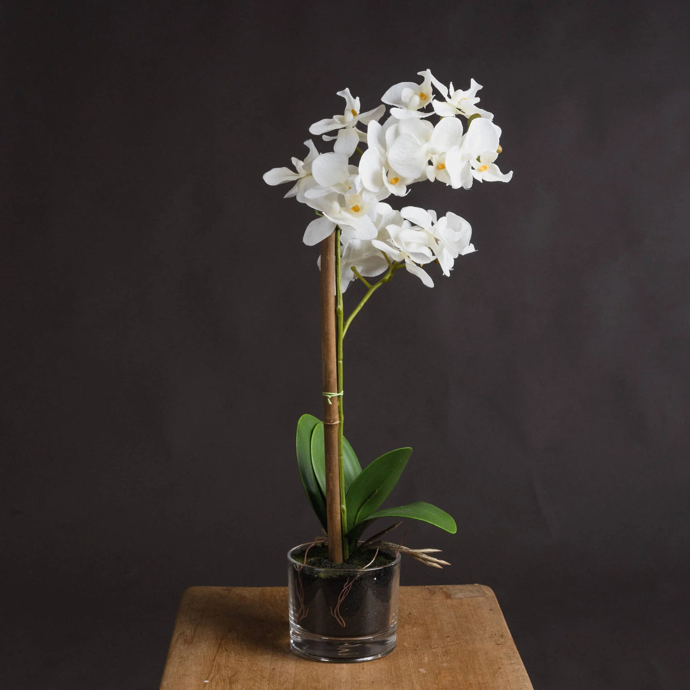 Hill-Interiors-Harmony-White-Potted-Orchid_1