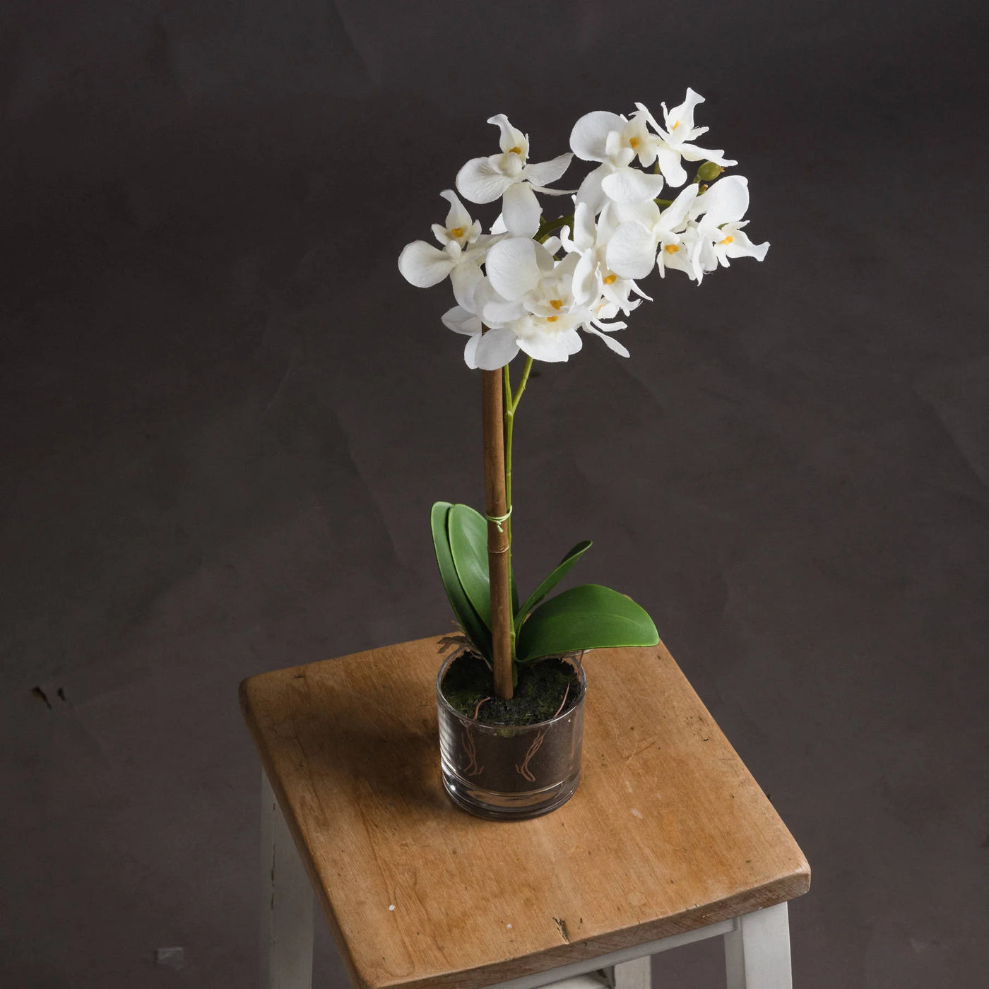 Hill-Interiors-Harmony-White-Potted-Orchid_2