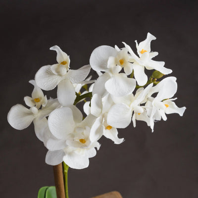 Hill-Interiors-Harmony-White-Potted-Orchid_3