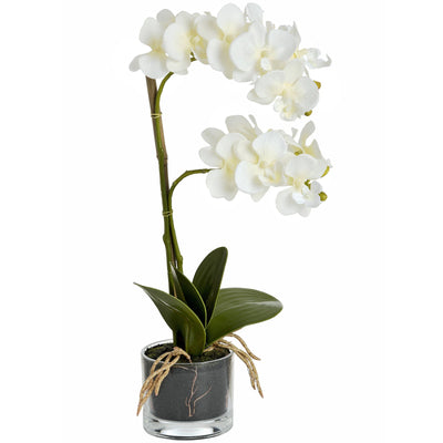 Hill-Interiors-Harmony-White-Potted-Orchid_4