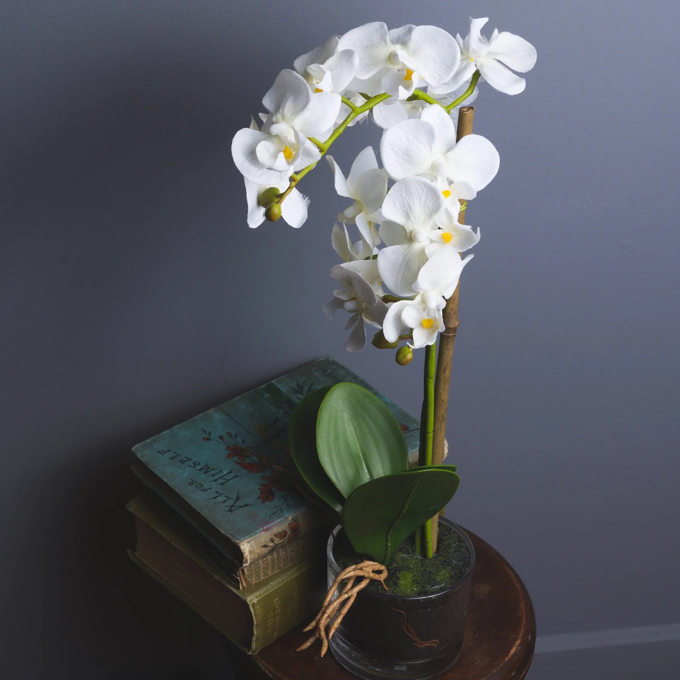 Hill-Interiors-Harmony-White-Potted-Orchid_6