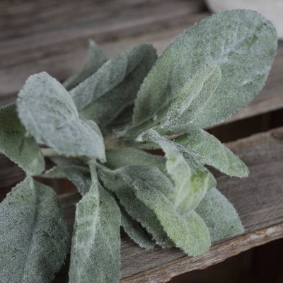 Hill-Interiors-Lambs-Ear-Spray_3