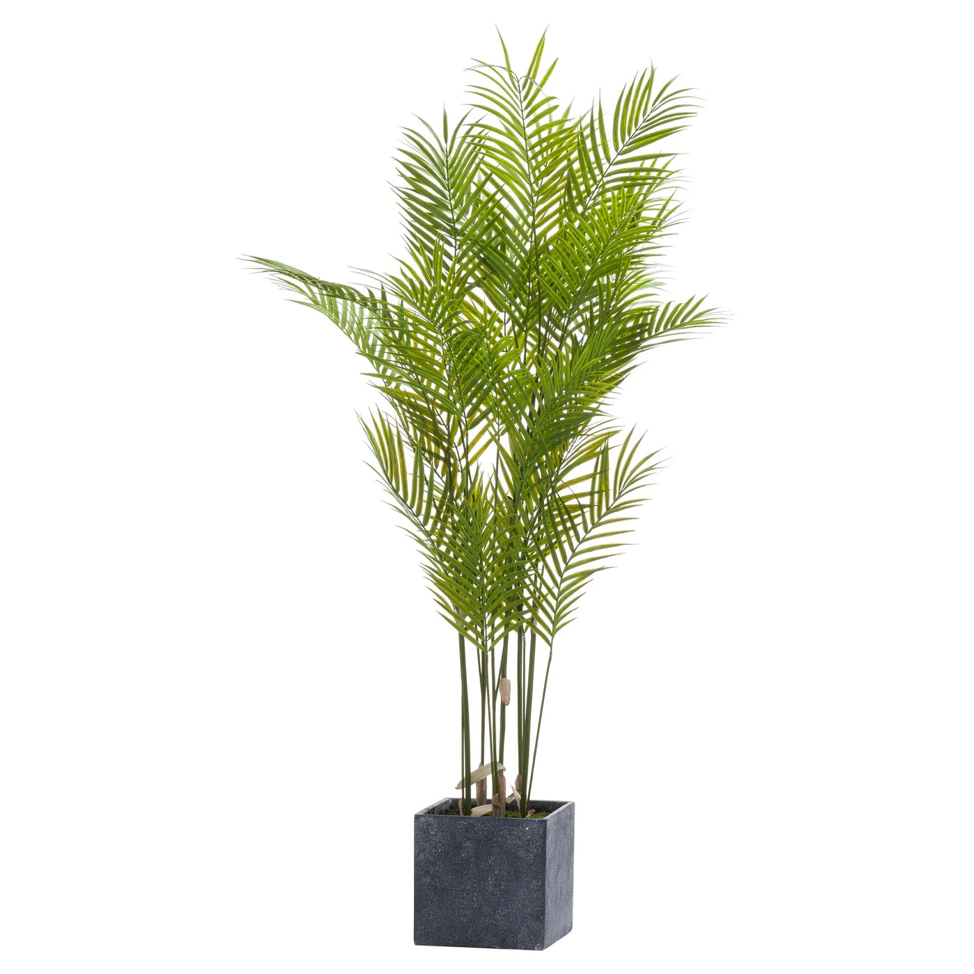 Hill-Interiors-Large-Paradise-Potted-Palm_4