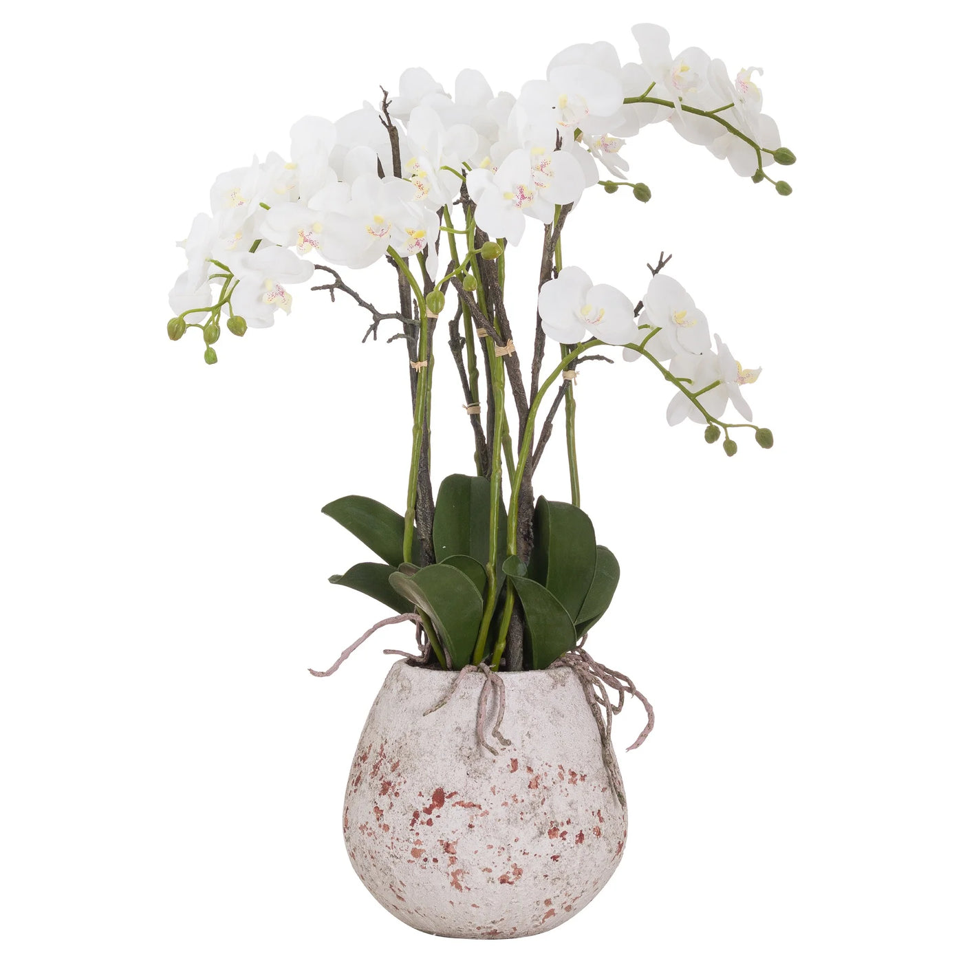 Hill-Interiors-Large-Stone-Potted-Orchid-With-Roots_1