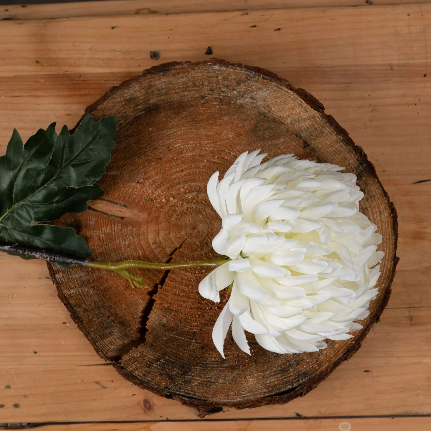 Hill-Interiors-Large-White-Chrysanthemum_2