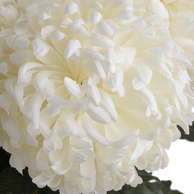 Hill-Interiors-Large-White-Chrysanthemum_5