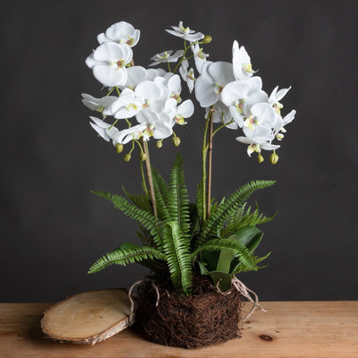 Hill-Interiors-Large-White-Orchid-And-Fern-Garden-In-Rootball_1