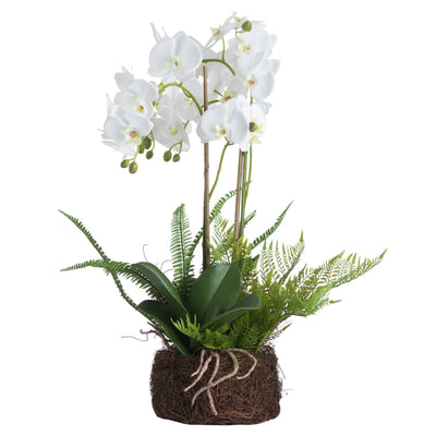 Hill-Interiors-Large-White-Orchid-And-Fern-Garden-In-Rootball_2