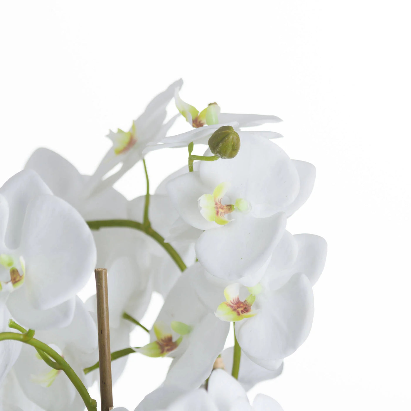 Hill-Interiors-Large-White-Orchid-And-Fern-Garden-In-Rootball_3