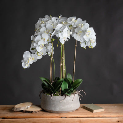 Hill-Interiors-Large-White-Orchid-In-Stone-Pot_1