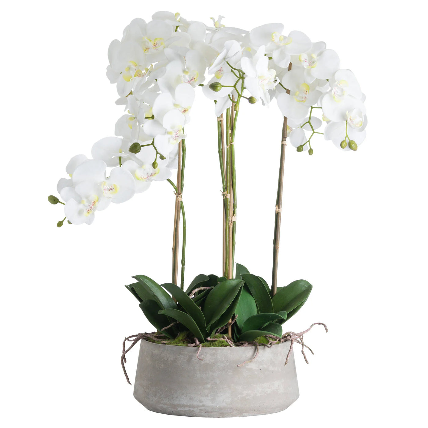 Hill-Interiors-Large-White-Orchid-In-Stone-Pot_2