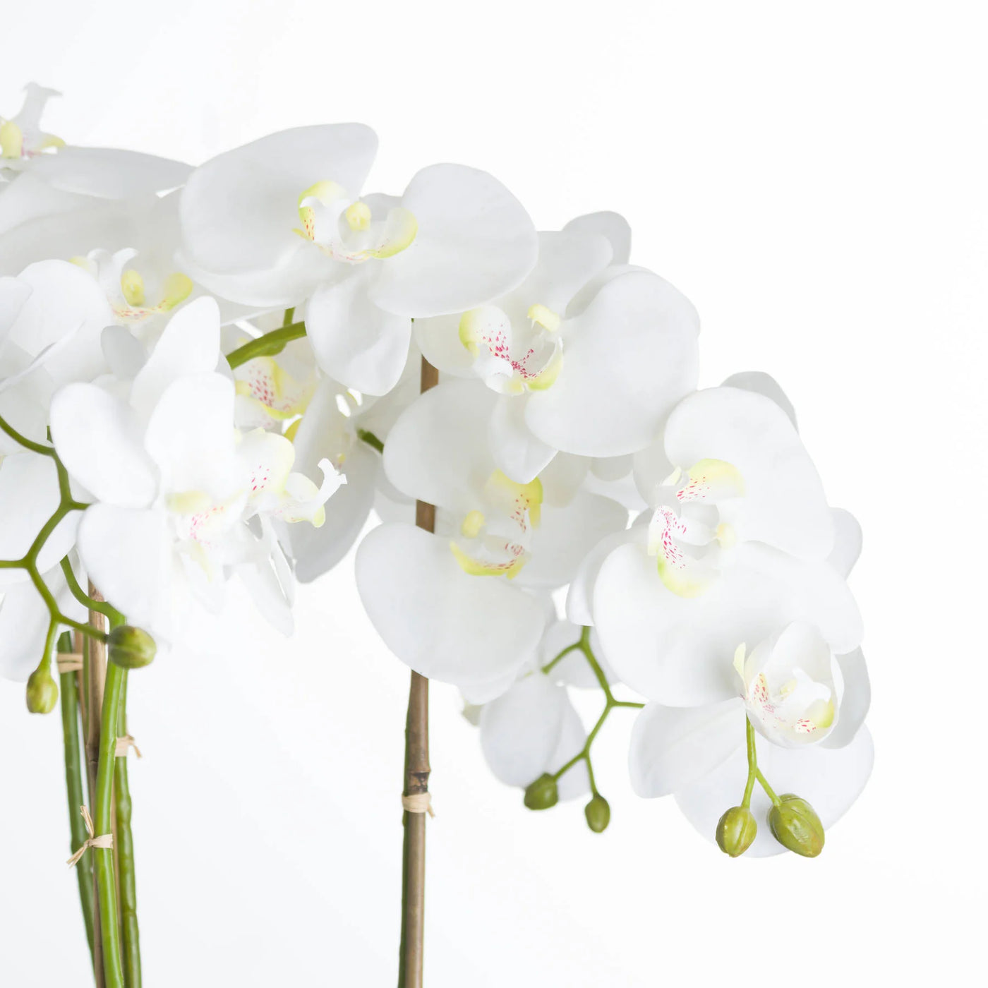 Hill-Interiors-Large-White-Orchid-In-Stone-Pot_3