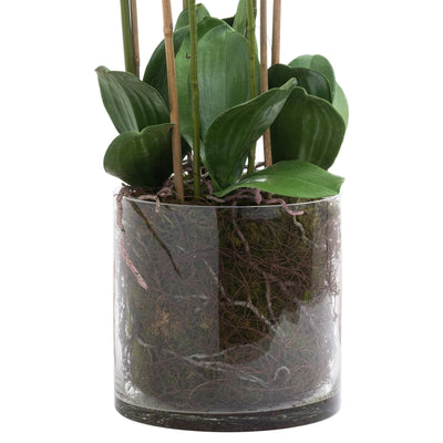 Hill-Interiors-Large-White-Tall-Orchid-In-Glass-Pot_1