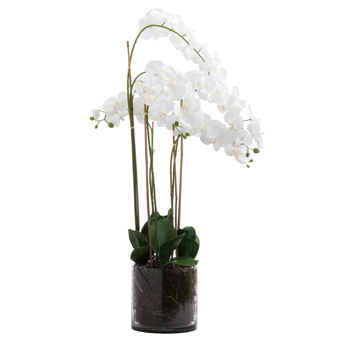 Hill-Interiors-Large-White-Tall-Orchid-In-Glass-Pot_3