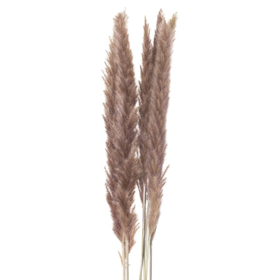 Hill-Interiors-Mini-Natural-Pampas-Grass-Bunch-of-15_1