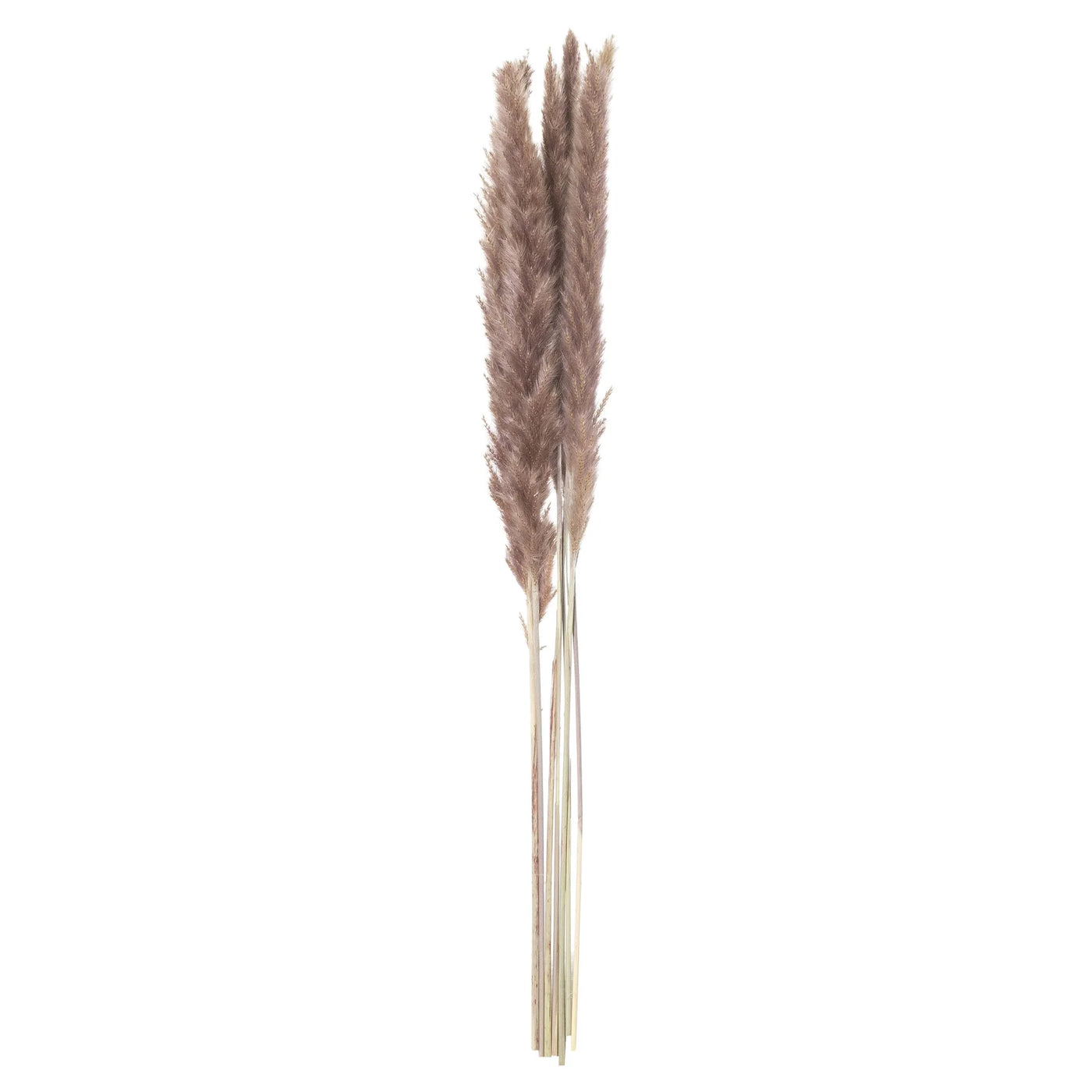 Hill-Interiors-Mini-Natural-Pampas-Grass-Bunch-of-15_2