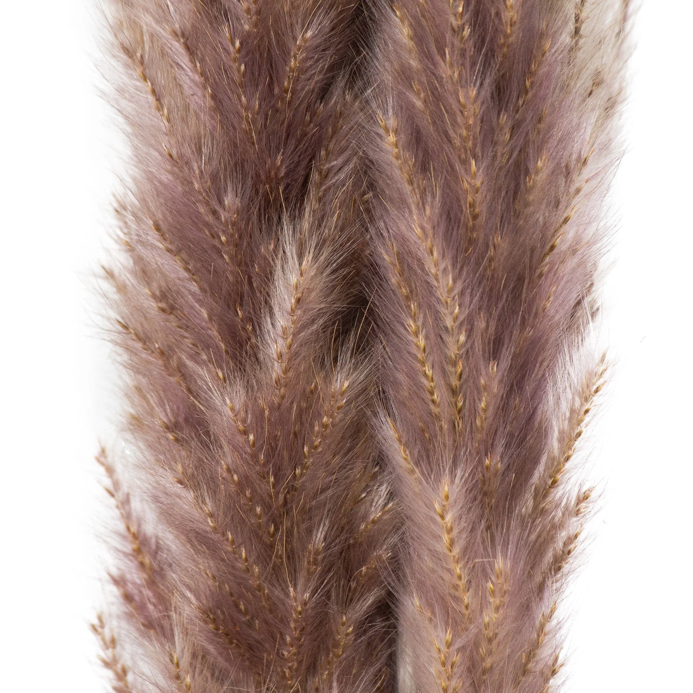 Hill-Interiors-Mini-Natural-Pampas-Grass-Bunch-of-15_3