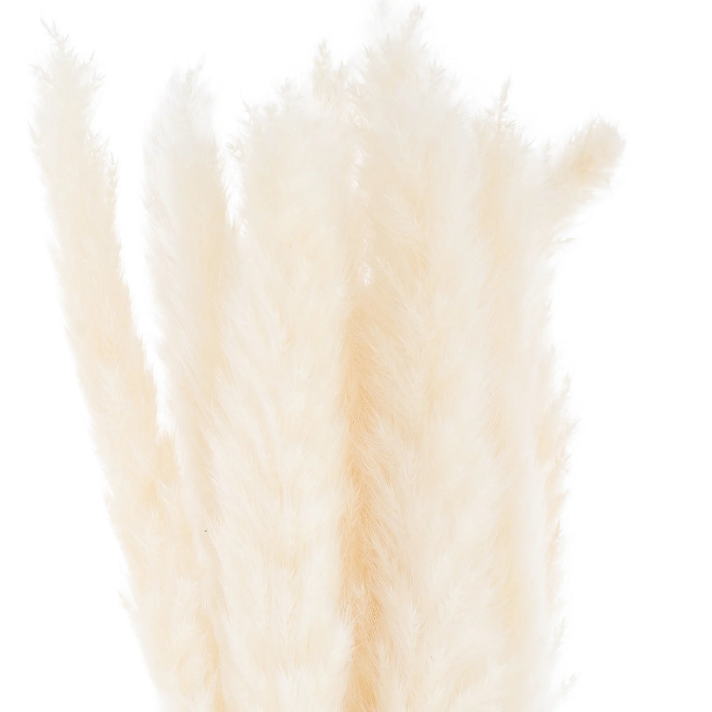 Hill-Interiors-Mini-White-Pampas-Grass-Bunch-Of-15_1