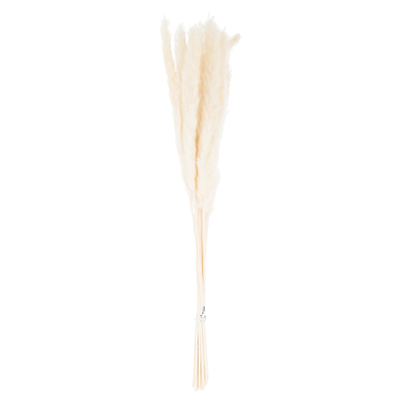 Hill-Interiors-Mini-White-Pampas-Grass-Bunch-Of-15_2