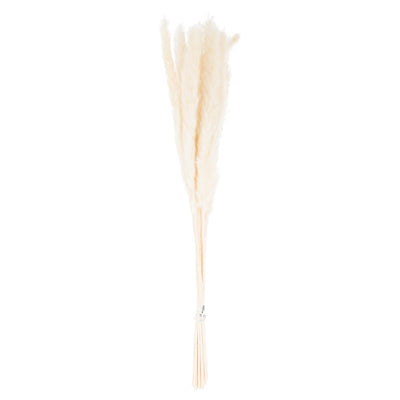 Hill-Interiors-Mini-White-Pampas-Grass-Bunch-Of-15_2