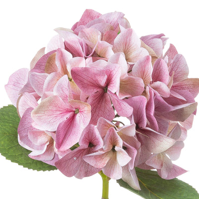 Hill-Interiors-Shabby-Pink-Single-Hydrangea_3