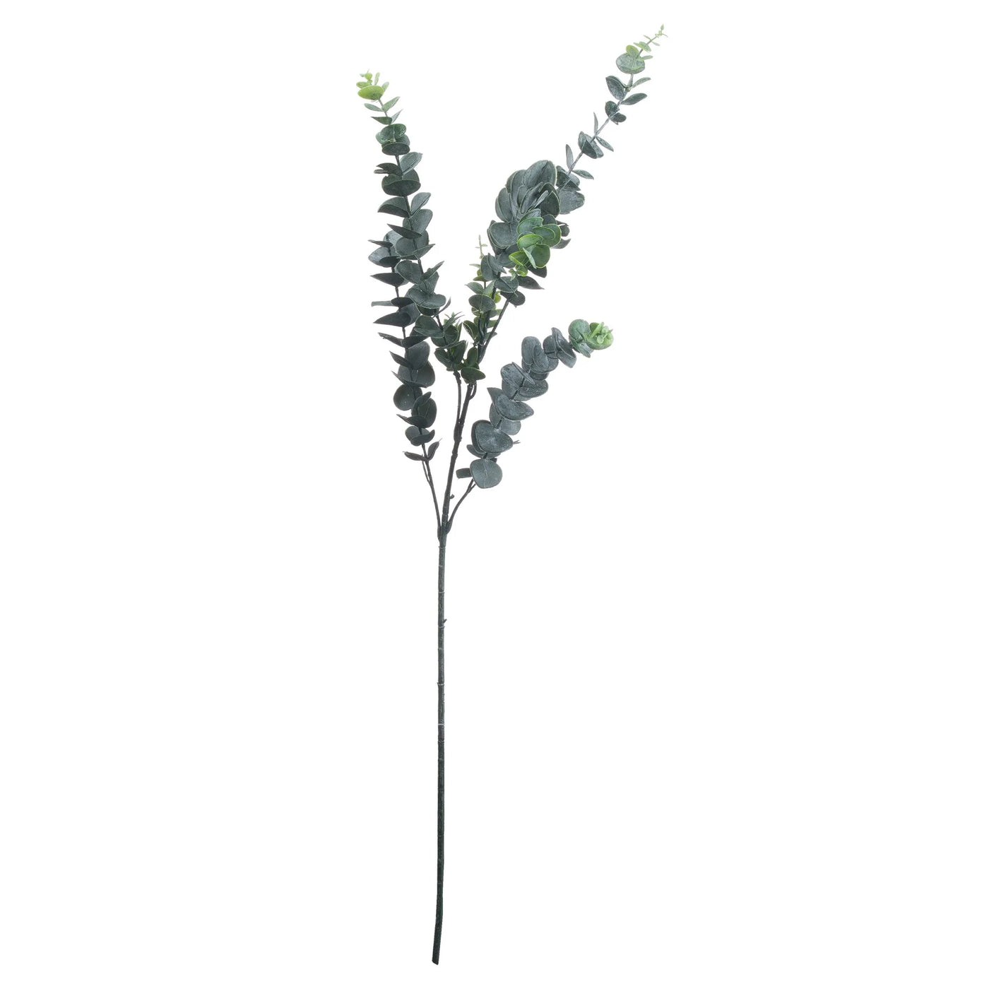 Hill-Interiors-Silver-Dollar-Eucalyptus_2