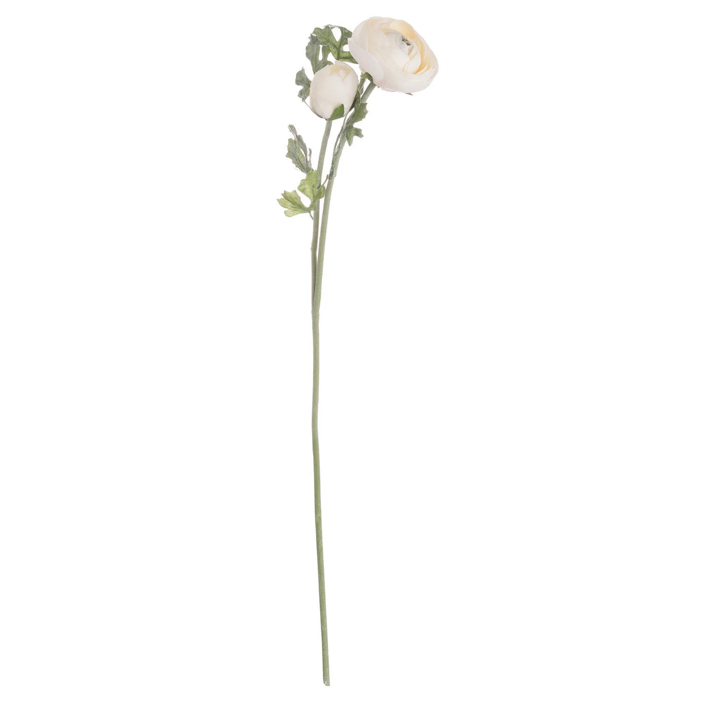 Hill-Interiors-Soft-Cream-Ranunculus_1