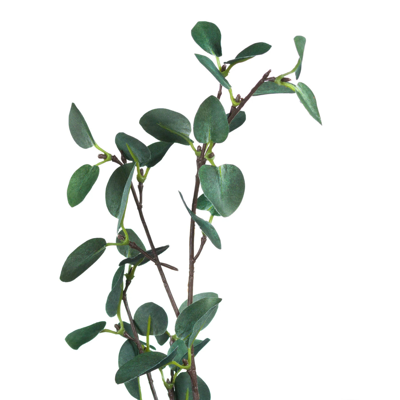 Hill-Interiors-Tall-Eucalyptus-Stem_6