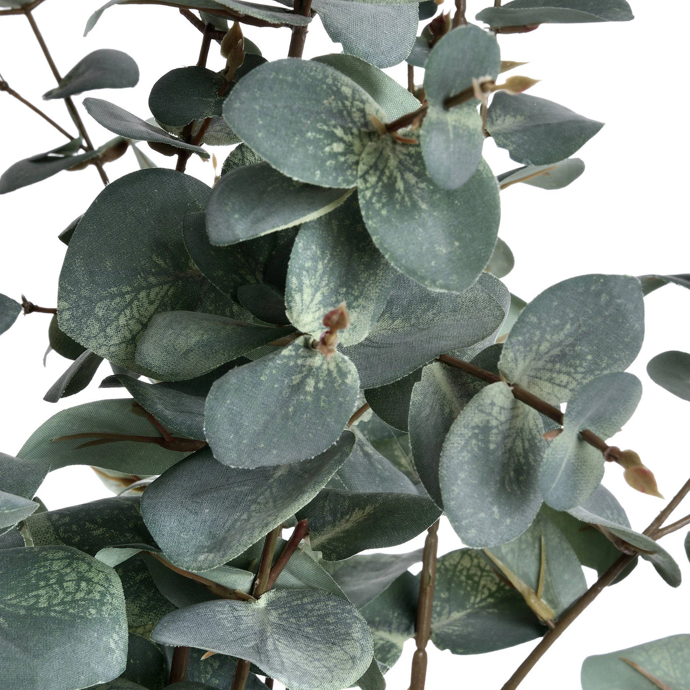 Hill-Interiors-Variegated-Eucalyptus_5