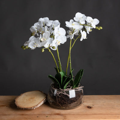 Hill-Interiors-White-Orchid-In-Glass-Pot_1