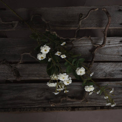 Hill-Interiors-White-Wild-Meadow-Rose_2