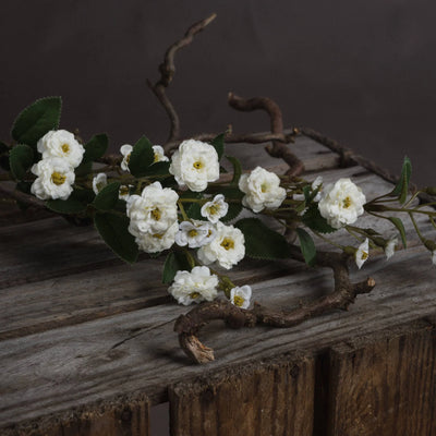 Hill-Interiors-White-Wild-Meadow-Rose_3